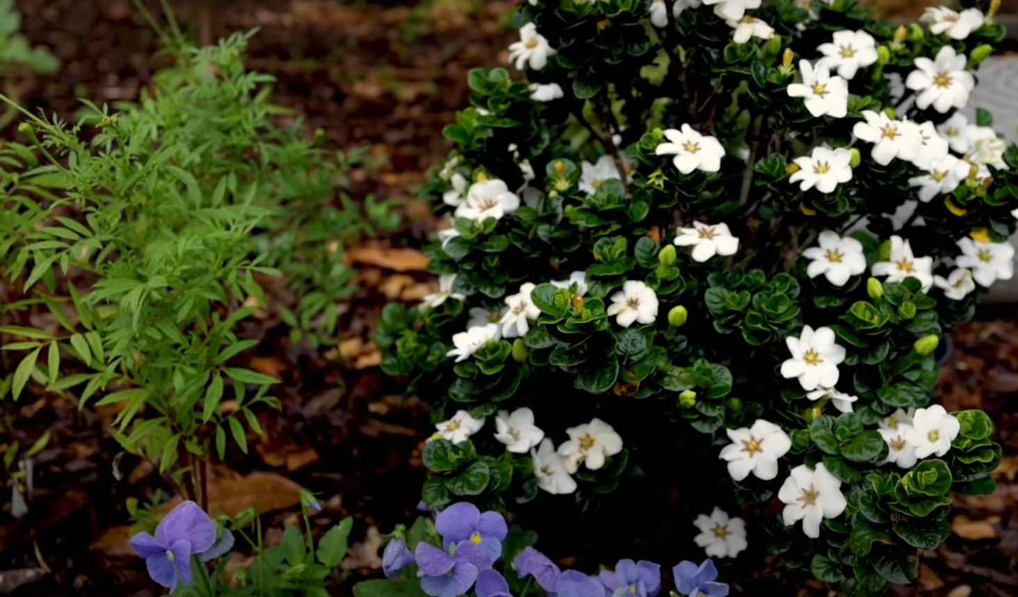 What Does a Gardenia Smell Like? GardenProfy