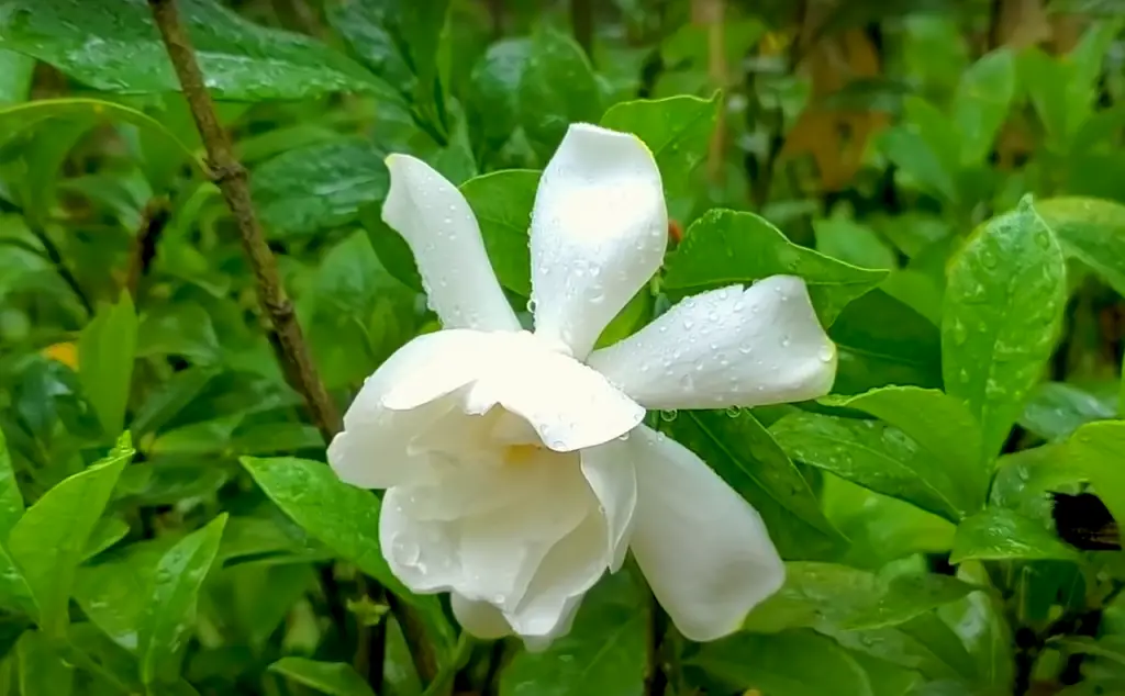 Where Does Gardenia’s Scent Come From?