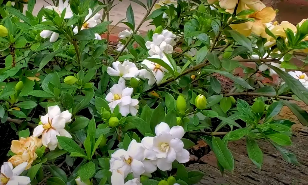 The Difference Between Jasmine and Gardenia Smell