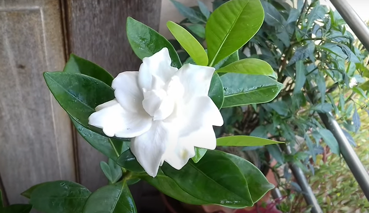 What Does a Gardenia Smell Like? GardenProfy