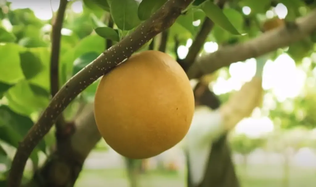 Why Was the Pear Apple Hybrid Generated?