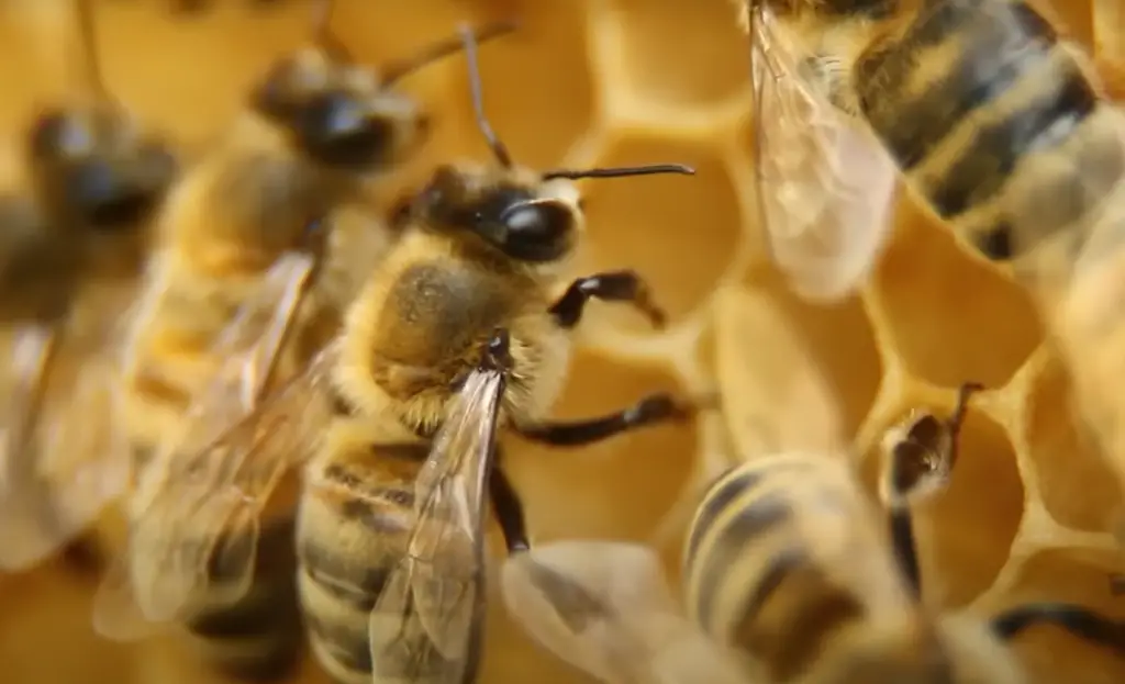 What do bees absolutely hate?