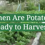 When Are Potatoes Ready to Harvest?