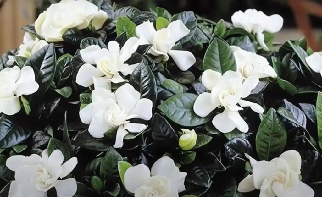 Caring for Gardenias Indoors