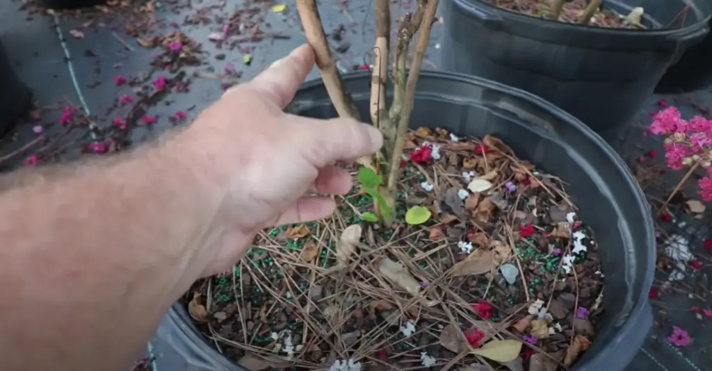 When is It Better to Plant a Crepe Myrtle?