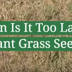 When Is It Too Late to Plant Grass Seed?