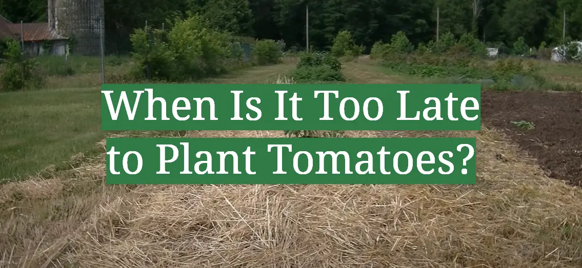 When Is It Too Late to Plant Tomatoes?