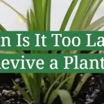 When Is It Too Late to Revive a Plant?