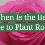 When Is the Best Time to Plant Roses?