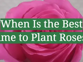 When Is the Best Time to Plant Roses?