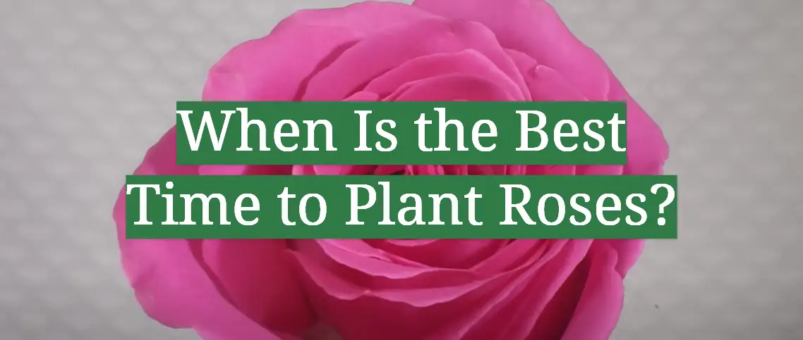 When Is the Best Time to Plant Roses?