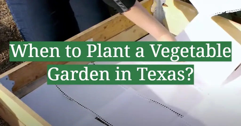 When to Plant a Vegetable Garden in Texas? GardenProfy