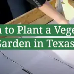 When to Plant a Vegetable Garden in Texas?