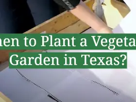 When to Plant a Vegetable Garden in Texas?