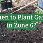 When to Plant Garlic in Zone 6?
