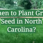 When to Plant Grass Seed in North Carolina?
