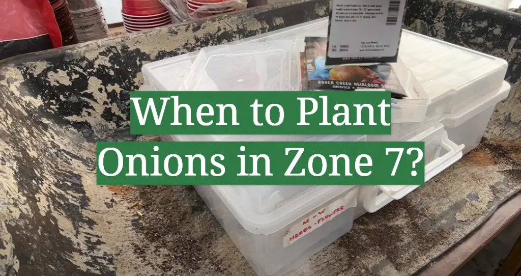 When to Plant Onions in Zone 7? GardenProfy