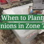 When to Plant Onions in Zone 7?