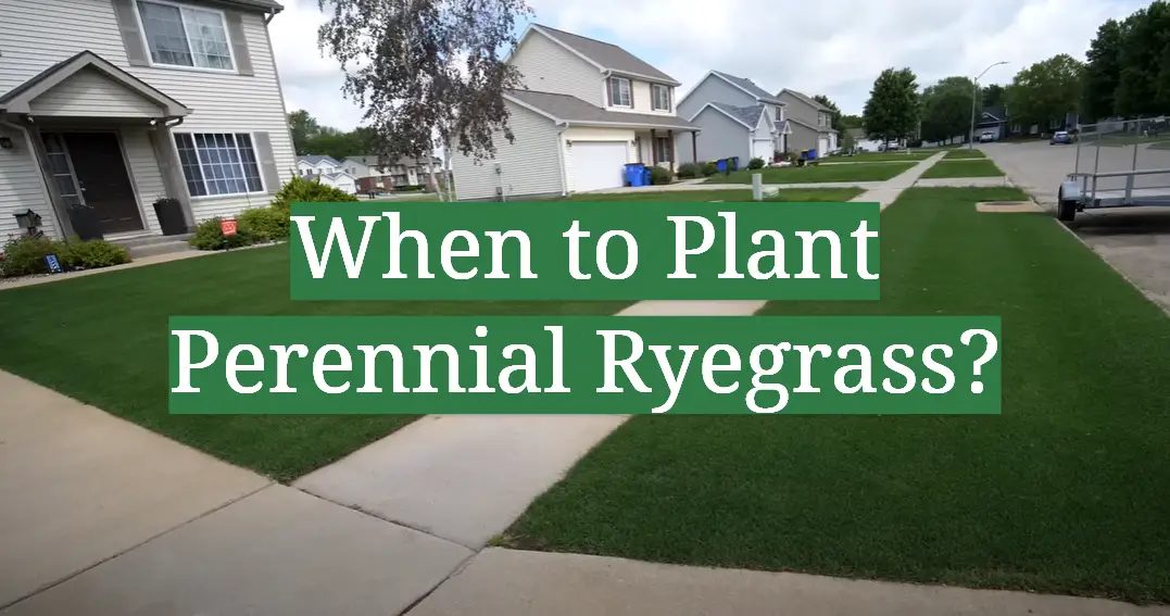 When to Plant Perennial Ryegrass?