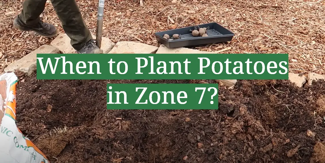 When to Plant Potatoes in Zone 7?