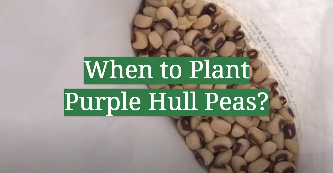 When to Plant Purple Hull Peas?