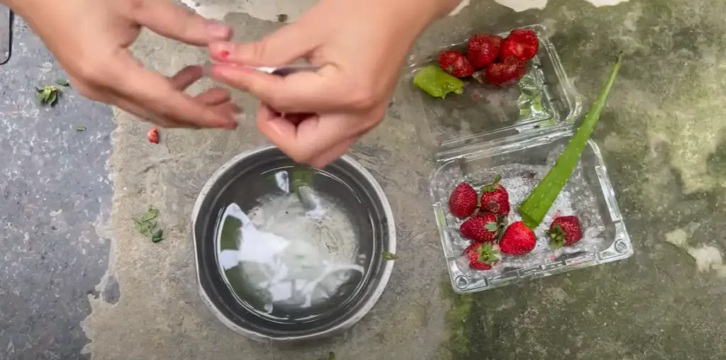 When to Plant Strawberries