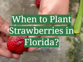 When to Plant Strawberries in Florida?
