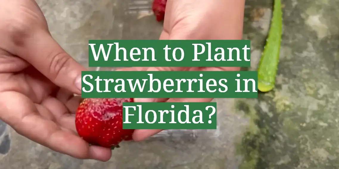 When to Plant Strawberries in Florida?