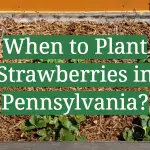 When to Plant Strawberries in Pennsylvania?