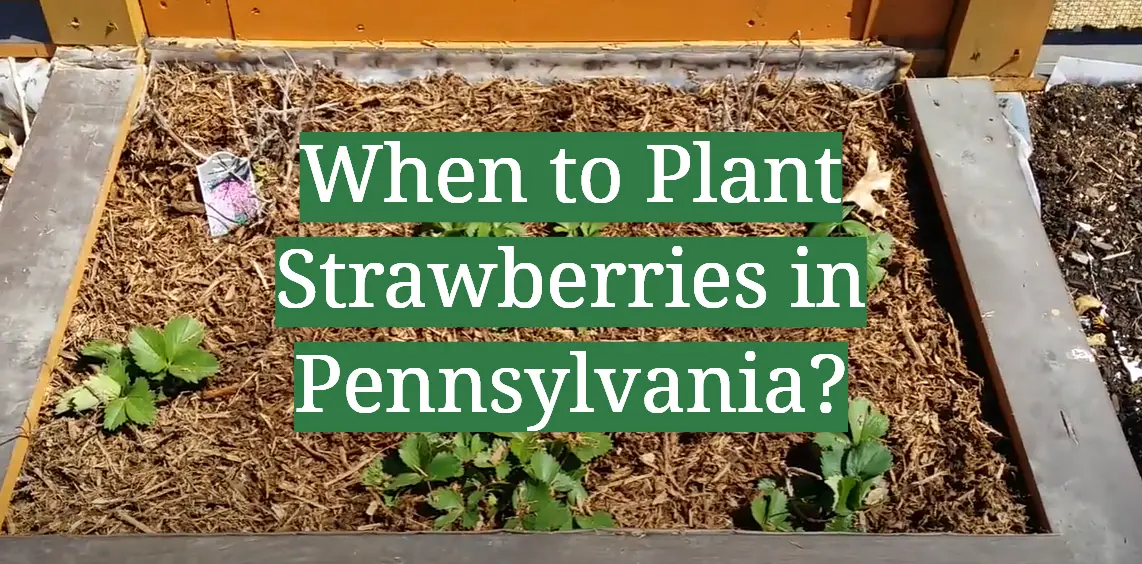 When to Plant Strawberries in Pennsylvania?