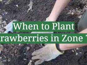 When to Plant Strawberries in Zone 7?