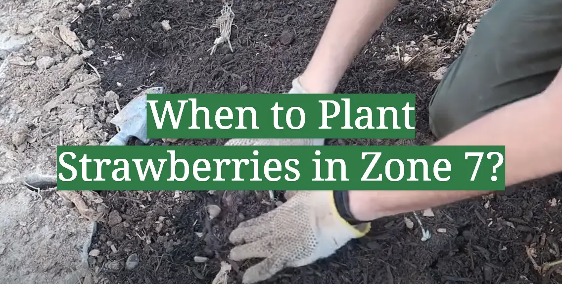 When to Plant Strawberries in Zone 7?