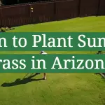 When to Plant Summer Grass in Arizona?