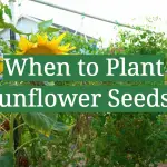 When to Plant Sunflower Seeds?