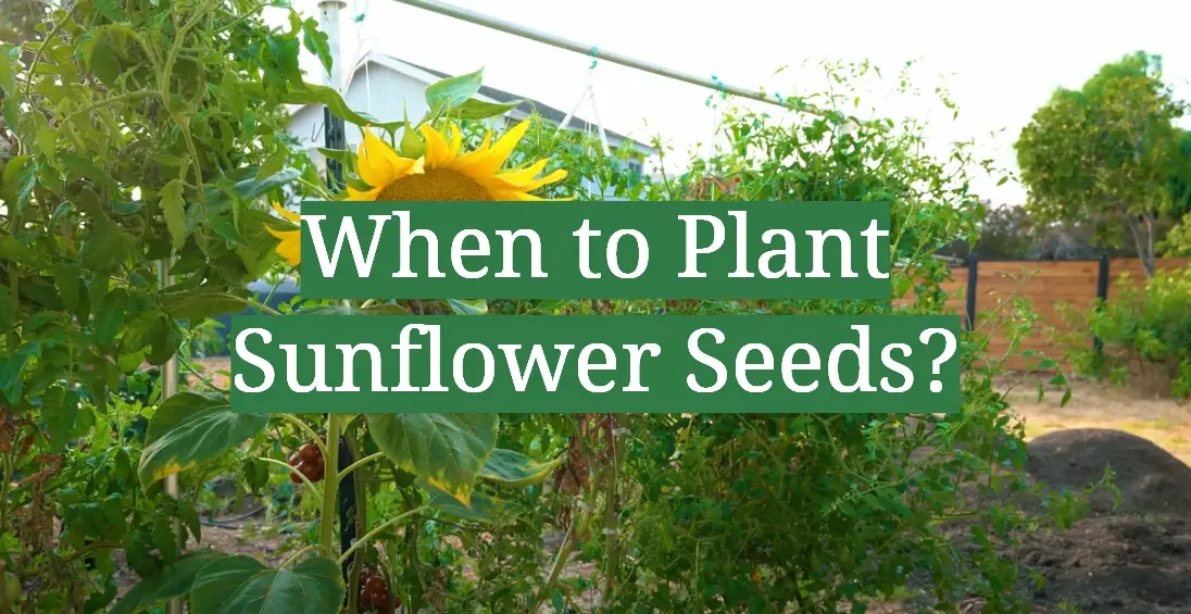 When to Plant Sunflower Seeds?