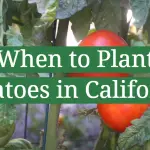 When to Plant Tomatoes in California?
