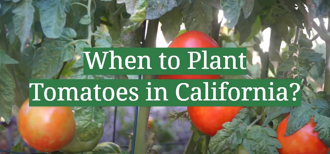 When to Plant Tomatoes in California?