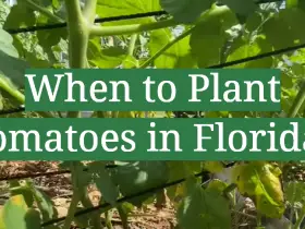 When to Plant Tomatoes in Florida?