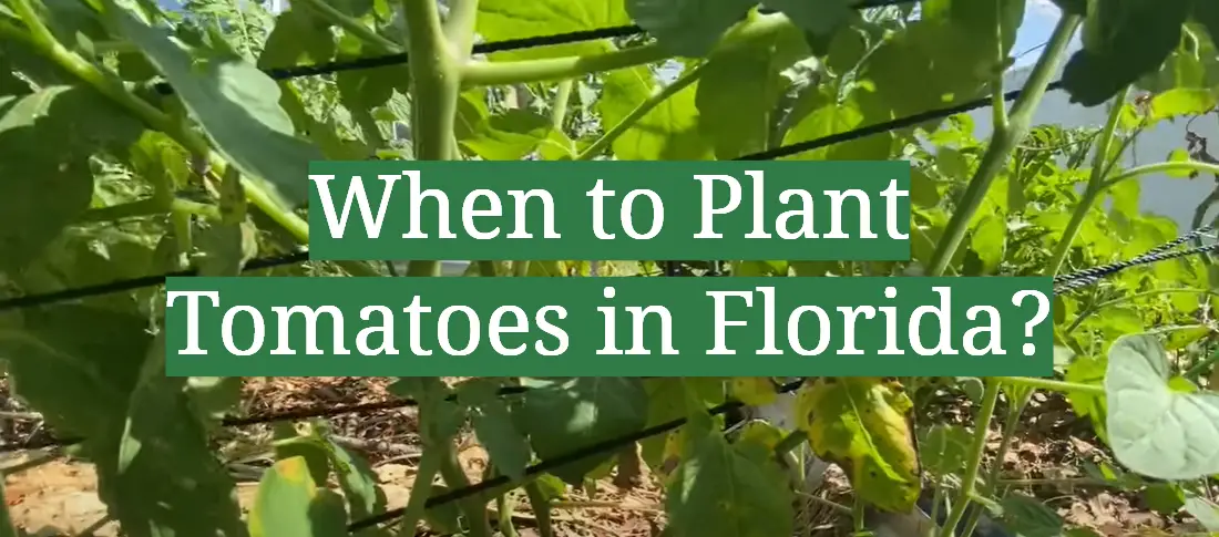 When to Plant Tomatoes in Florida?