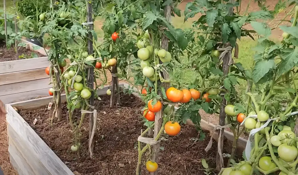 Pennsylvania Climate: Is It Worth Growing Vegetables Here?