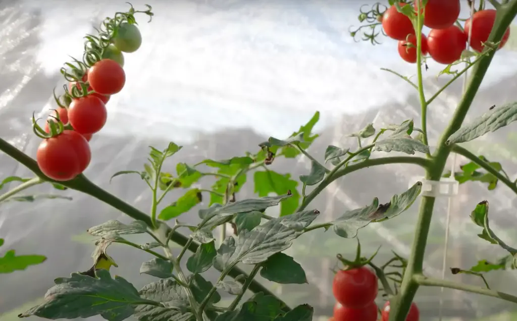 When Should Tomato Seeds Be Planted In PA?