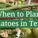 When to Plant Tomatoes in Texas?