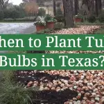 When to Plant Tulip Bulbs in Texas?