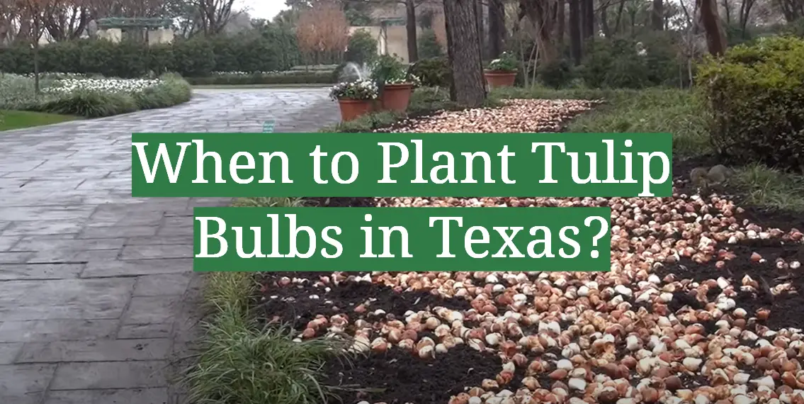 When to Plant Tulip Bulbs in Texas?