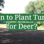 When to Plant Turnips for Deer?