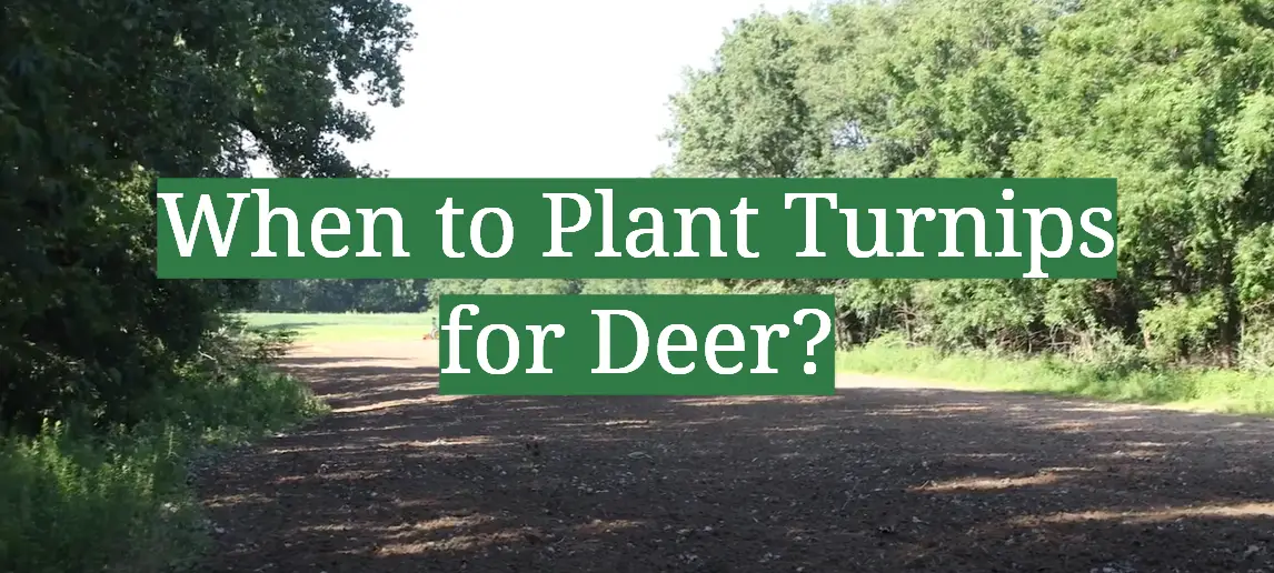 When to Plant Turnips for Deer?