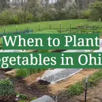 When to Plant Vegetables in Ohio?