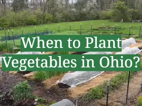 When to Plant Vegetables in Ohio?