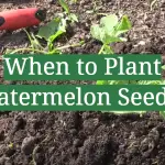 When to Plant Watermelon Seeds?