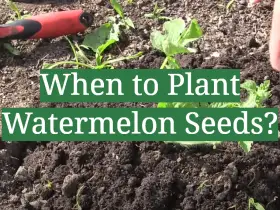 When to Plant Watermelon Seeds?